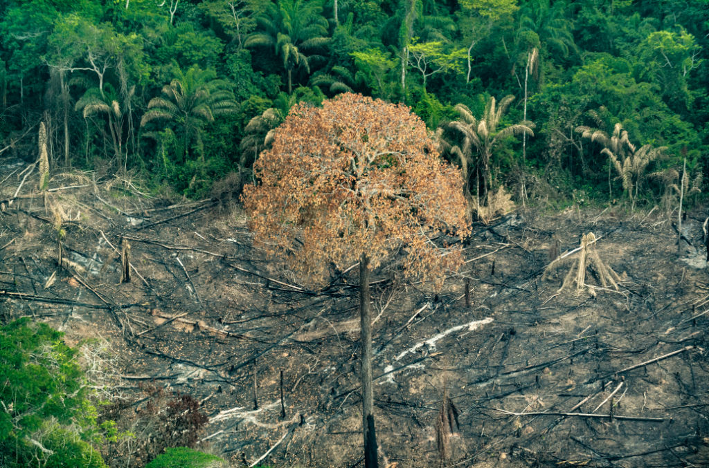 Tragédia anunciada: organizações alertam para explosão do desmatamento na Amazônia Legal