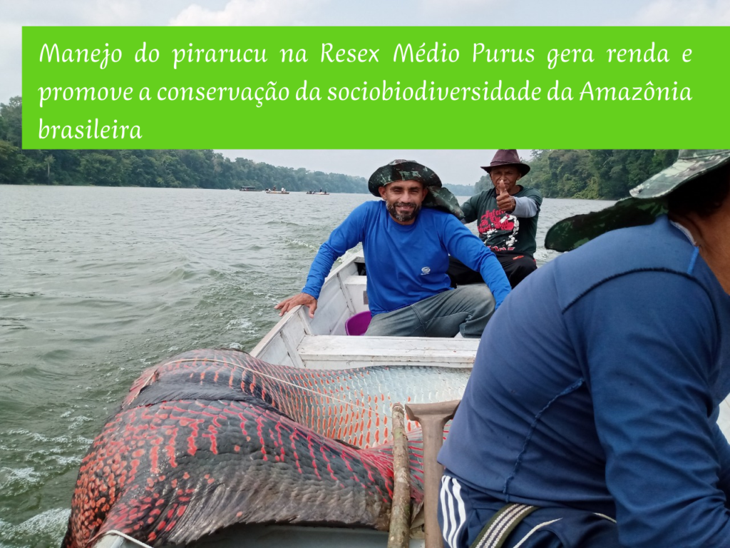 Manejo do pirarucu na Resex Médio Purus gera renda e promove a conservação da sociobiodiversidade da Amazônia brasileira